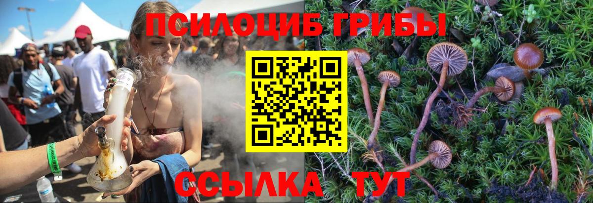 Псилоцибиновые грибы Psilocybe  Вход с VPN  Дагестанские Огни 